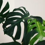Les meilleures plantes pour embellir votre véranda