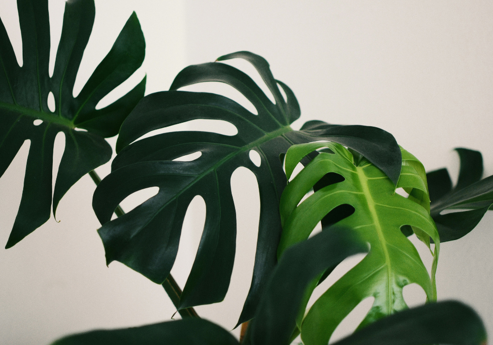 Les meilleures plantes pour embellir votre véranda